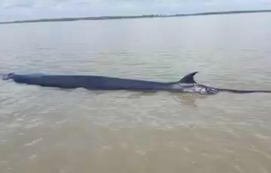 Penampakan ikan paus terdampar