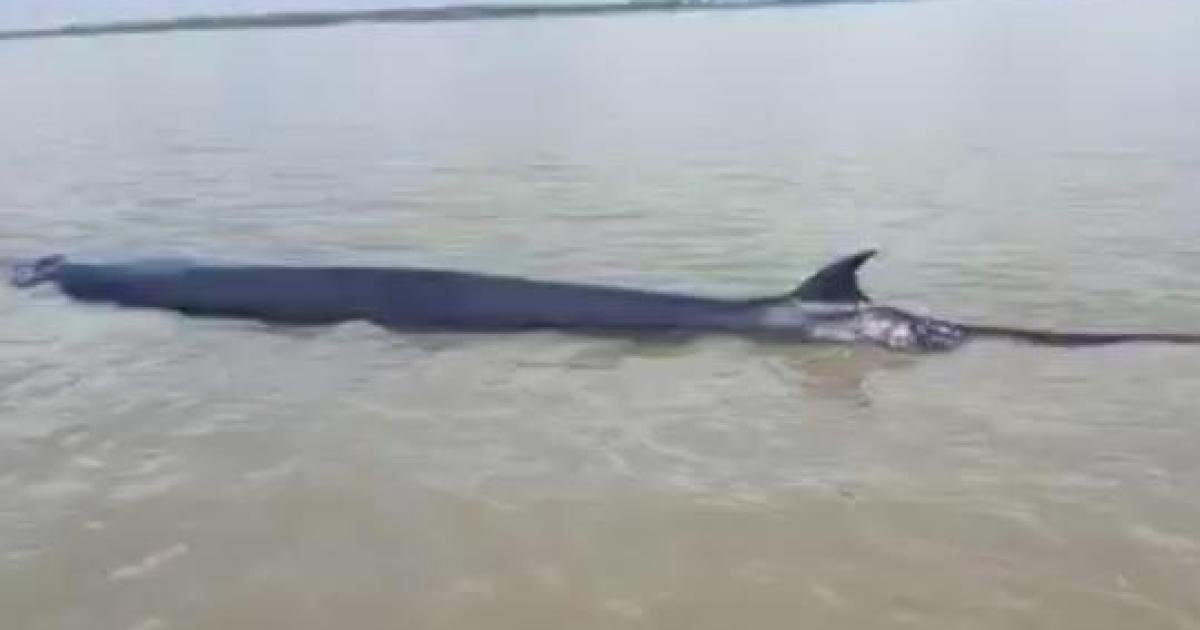 Penampakan ikan paus terdampar